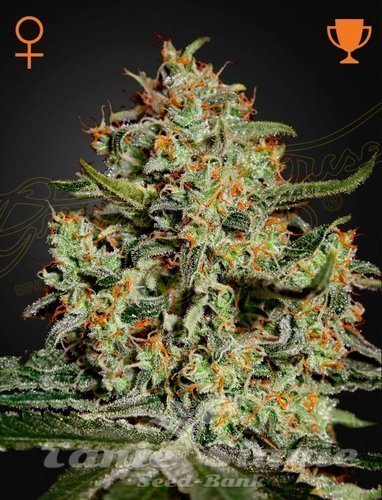 Nasiona Marihuany Big Bang - GREEN HOUSE SEEDS