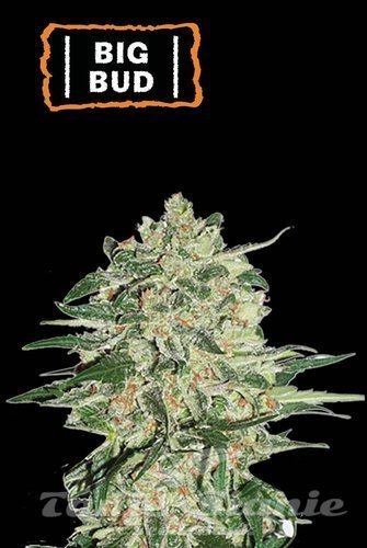 Big Bud - SEED STOCKERS