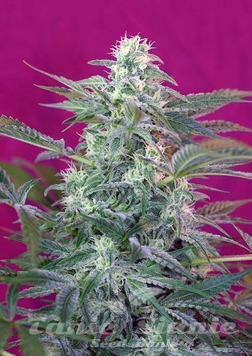 Nasiona Marihuany Big Foot - SWEET SEEDS