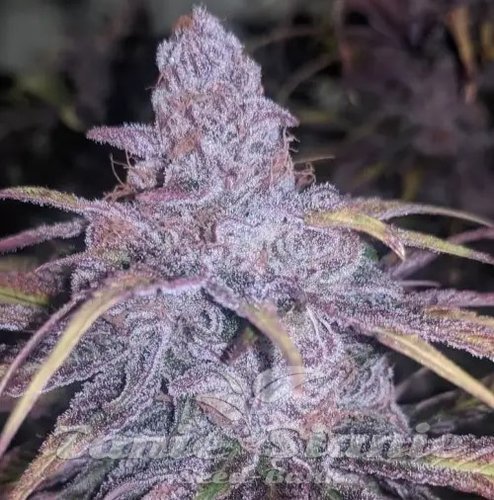 Black Cherry Punch - INHOUSE GENETICS