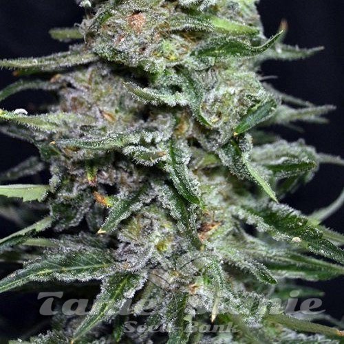 Nasiona Marihuany Black In Black Early Version - GREENBUD SEEDS
