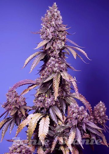 Nasiona Marihuany Black Muffin F1 Fast Version - SWEET SEEDS