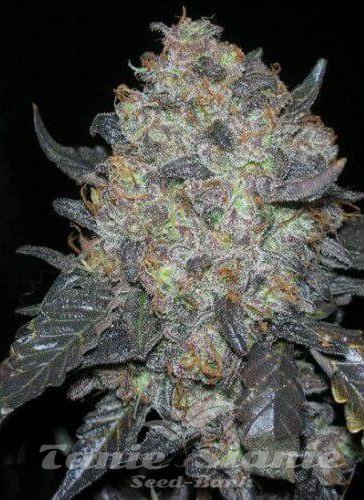 Nasiona Marihuany Black Water - THE CALI CONNECTION