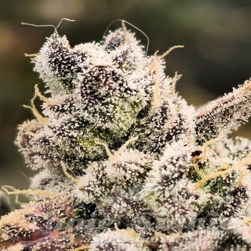 Blackberry Moonrocks