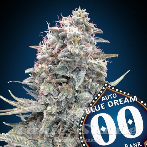 Nasiona Marihuany Blue Dream Auto - 00 SEEDS BANK