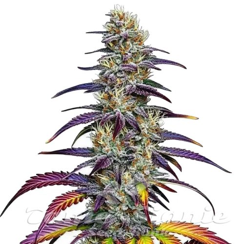 Blue Dream - BLIMBURN SEEDS