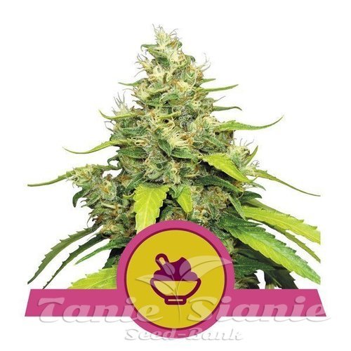 Nasiona Marihuany Blue Gelato - ROYAL QUEEN SEEDS