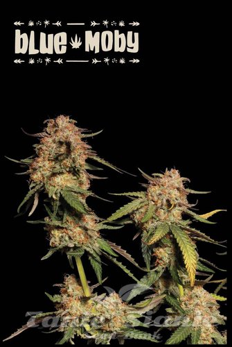 Blue Moby - SEED STOCKERS