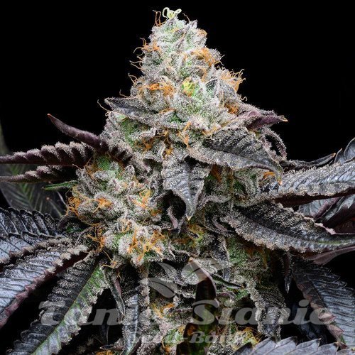 Blueberry Bubble Gum - COOKIES SEEDS