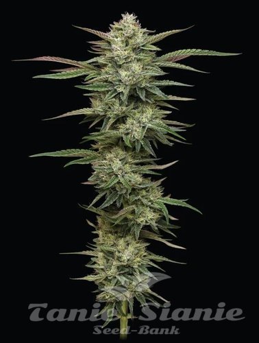 Blueberry Cupcake - HUMBOLDT SEED COMPANY