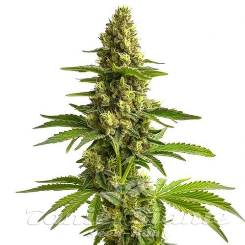 Bruce Banner #3 - BLIMBURN SEEDS