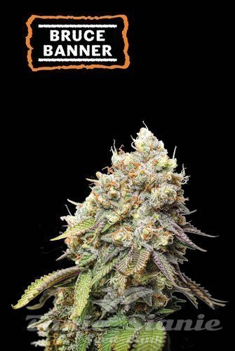 Bruce Banner - SEED STOCKERS