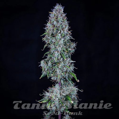 Nasiona Marihuany Bubbasquanch Auto - MEPHISTO GENETICS