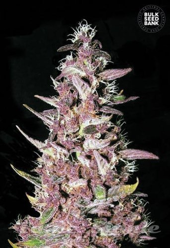 Nasiona Marihuany Purple Glam Kush - BULK SEED BANK