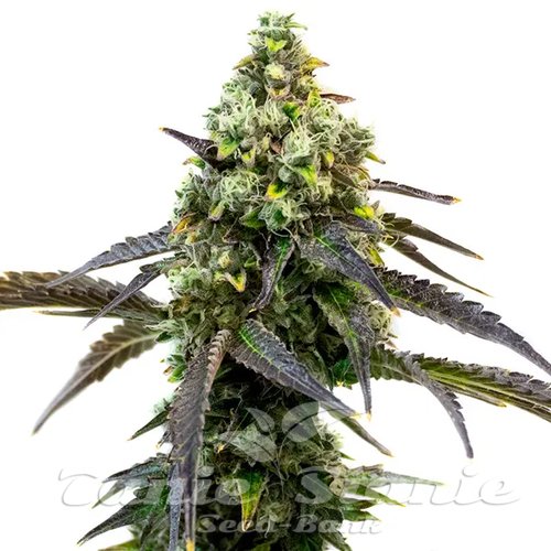 Cafe Racer - BLIMBURN SEEDS
