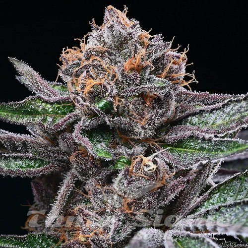 Candy Candy - COOKIES SEEDS