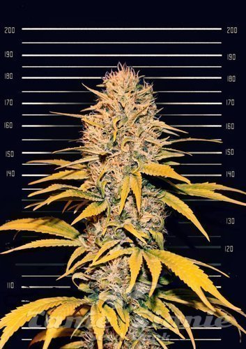 Nasiona Marihuany G8 - Cannopia