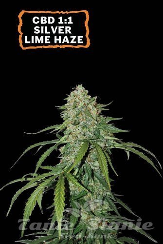 CBD 1:1 Silver Lime Haze Auto - SEED STOCKERS