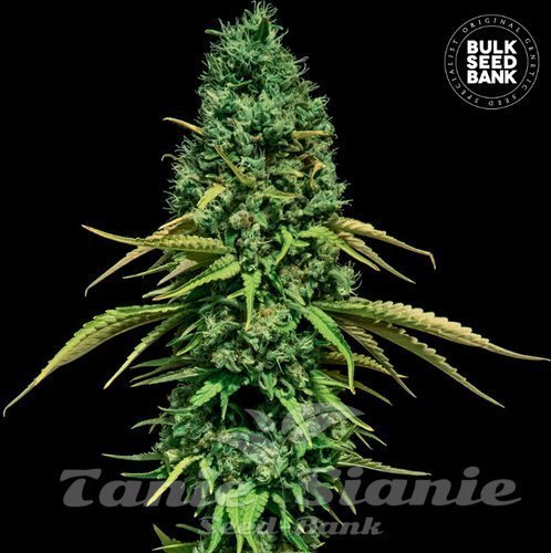 Nasiona Marihuany CBD Critical - BULK SEED BANK