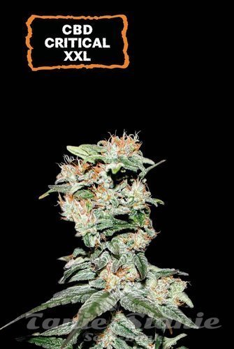 CBD Critical XXL Auto - SEED STOCKERS