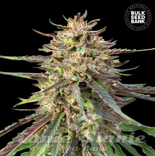 Nasiona Marihuany CBD Guerilla Glue Auto - BULK SEED BANK