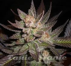 Nasiona Marihuany Lavender - CBD Seeds