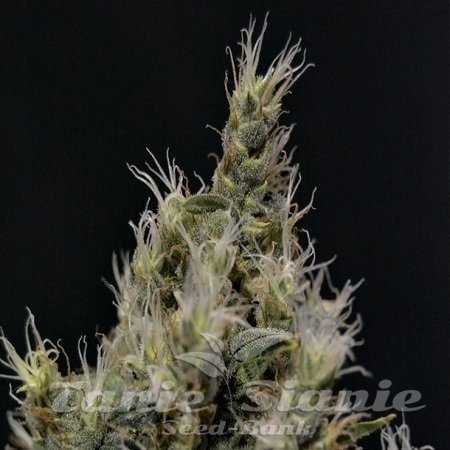 Nasiona Marihuany Vanilla Haze - CBD Seeds