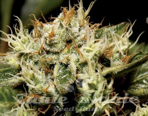 Nasiona Marihuany Yumbolt - CBD Seeds