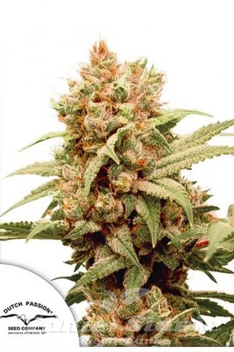 Nasiona Marihuany CBG-Force - DUTCH PASSION