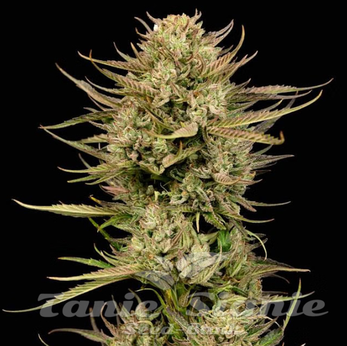Nasiona Marihuany Cherry Punch F1 - SEEDSMAN