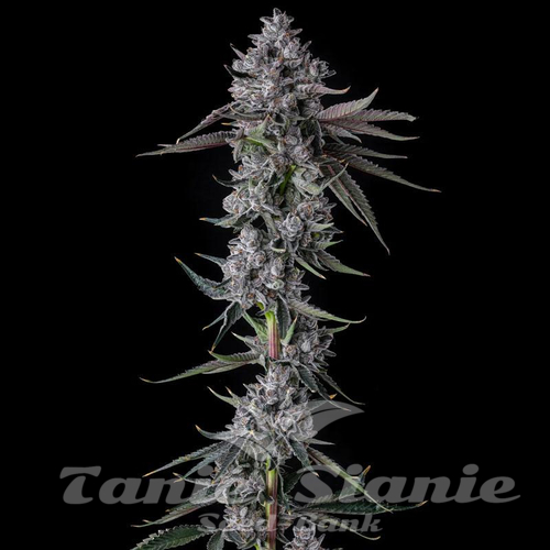Chrome Dome - COMPOUND GENETICS