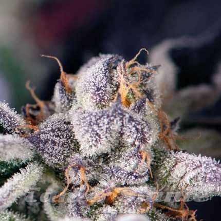 Nasiona Marihuany Cookies USA - PYRAMID SEEDS