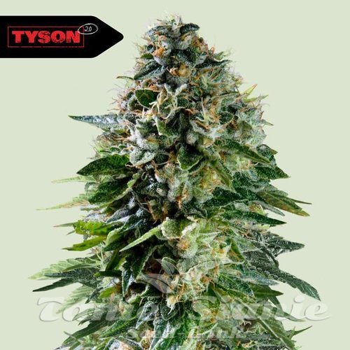 Nasiona Marihuany Corkscrew Auto - ROYAL QUEEN SEEDS X TYSON 2.0