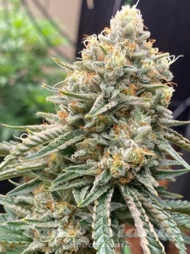 Nasiona Marihuany Corleone Kush - THE CALI CONNECTION
