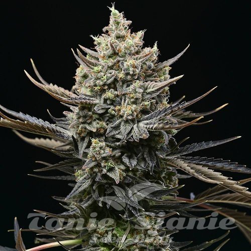 Corn Syrup - COOKIES SEEDS