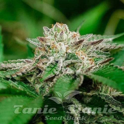 Cosmic Crashers - ATLAS SEEDS
