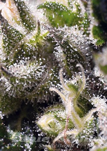 Nasiona Marihuany Cream Caramel Auto - SWEET SEEDS
