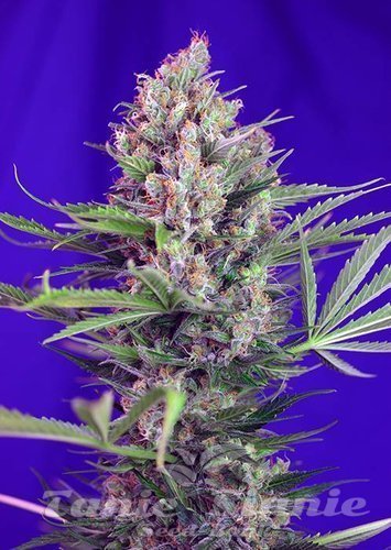Nasiona Marihuany Cream Mandarine Fast Version - SWEET SEEDS