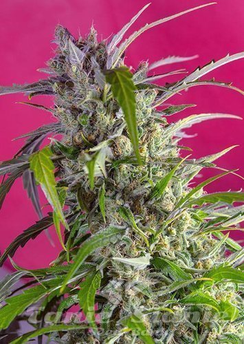 Nasiona Marihuany Crystal Candy Auto - SWEET SEEDS