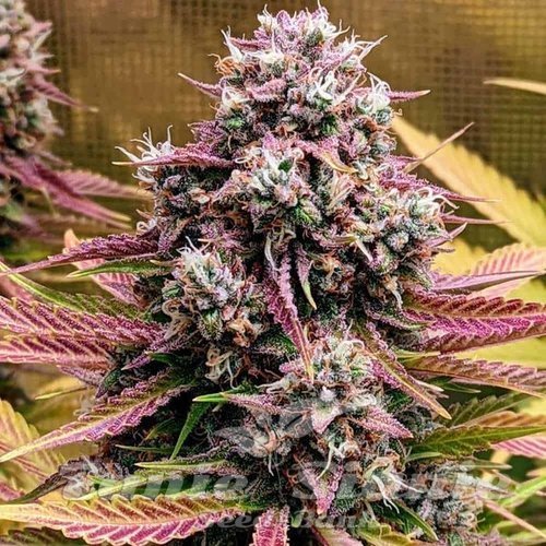 Nasiona Marihuany Deez Nuggs Auto - MEPHISTO GENETICS