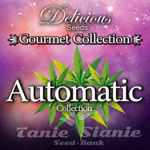 Nasiona Marihuany Gourmet Collection Automatic 2 - DELICOUS SEEDS