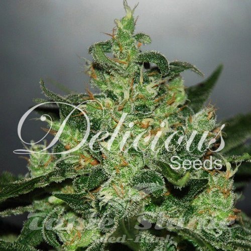 Nasiona Marihuany Critical Jack Herer Auto - DELICOUS SEEDS