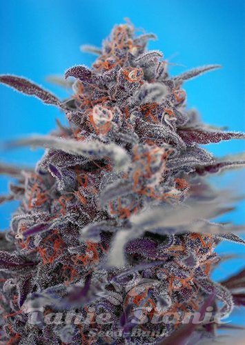 Nasiona Marihuany Devil Cream Auto - SWEET SEEDS