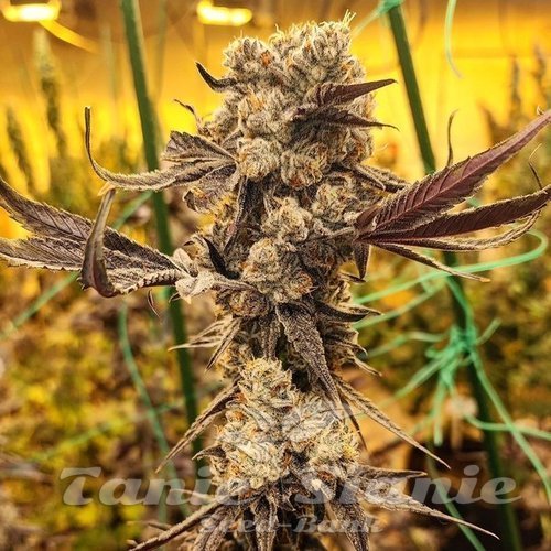 Dip N' Stax RBX1 - ETHOS GENETICS