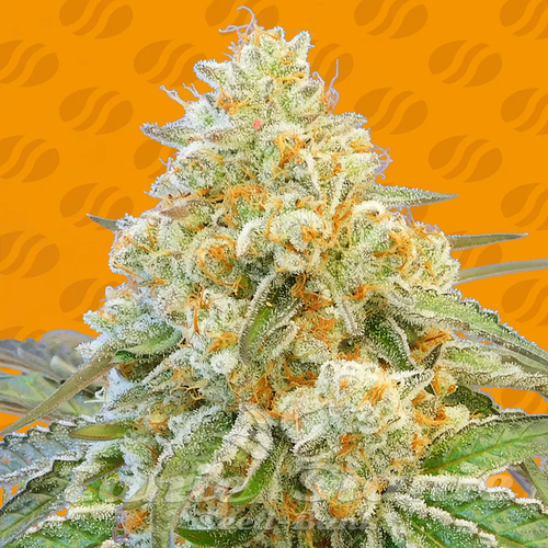 Nasiona Marihuany Do Si Dos OG - ORIGINAL SENSIBLE SEEDS