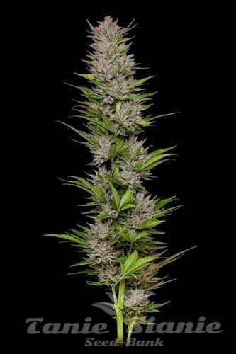 Don Carlos - HUMBOLDT SEED COMPANY