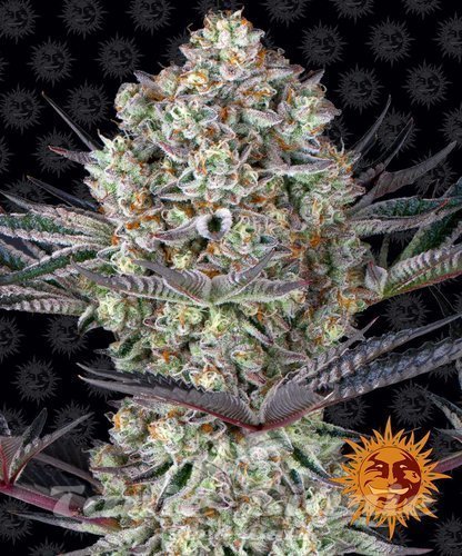 Nasiona Marihuany Dos Si Dos 33 - BARNEY'S FARM