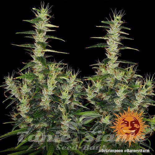 Nasiona Marihuany Dr Grinspoon - BARNEY’S FARM