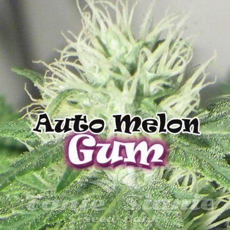 Nasiona Marihuany Auto Melon Gum - DR UNDERGROUND