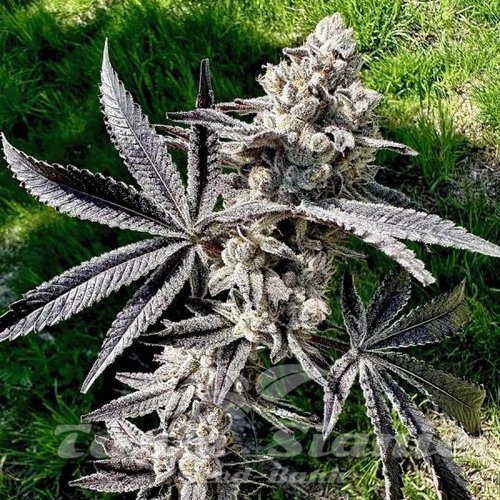 Drippin' Aint Eazy - EXOTIC GENETIX